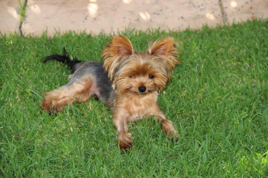 alvin yorkies alvin my the rainbow bridge mijoy yorkies and mijoy biewers alvin yorkies alvin my the rainbow bridge mijoy yorkies and mijoy biewers